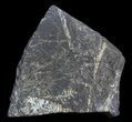 Fossil Seed Fern Plate - Pennsylvania #32716-1